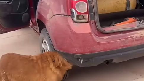 Todo Jujuy | Santiago del Estero: un perro detectó 53 kilos de marihuana ocultos en un auto