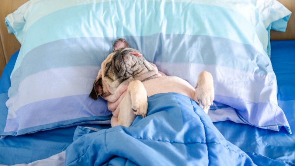 ¿Sabías que hay ciertas personas que necesitan dormir más que otras?