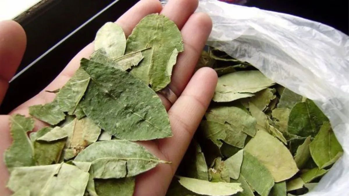 Nuevo aumento en la hoja de coca.