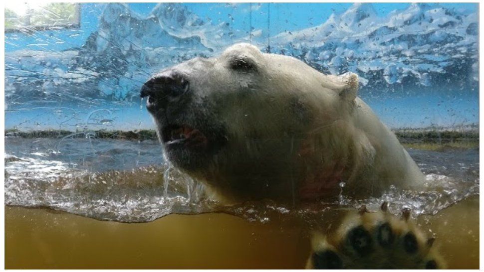 coronavirus: un zoo evalua alimentar a algunos animales con otros