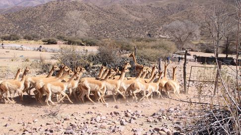 Todo Jujuy | Rescataron 42 vicuñas en la Puna jujeña e imputaron al dueño de un criadero