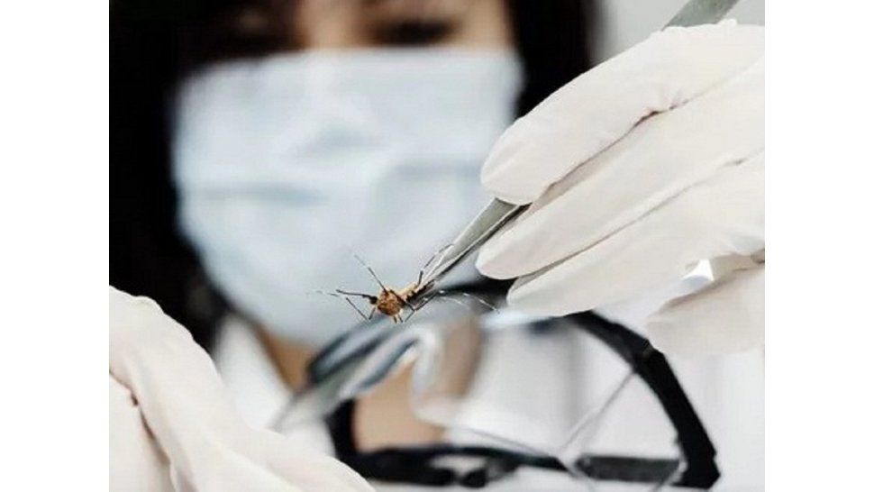 mosquito que transmite el zika