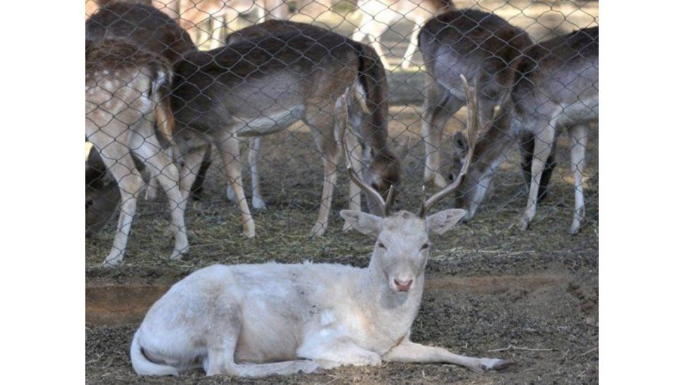 Animales en peligro