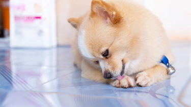 El curioso secreto de por qué las mascotas se lamen las patas.&nbsp;
