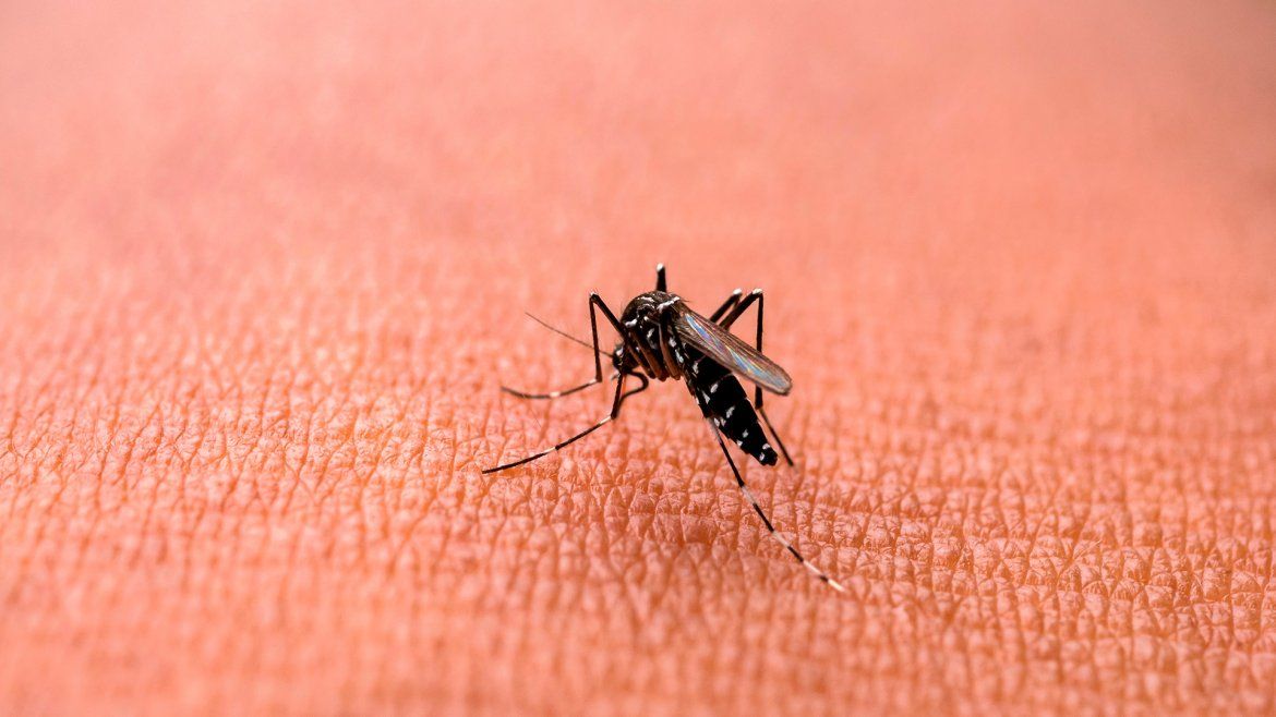 Todo Jujuy | Dengue en Jujuy y el país