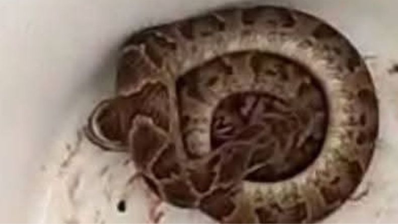 Encontraron una víbora en un domicilio en Monterrico