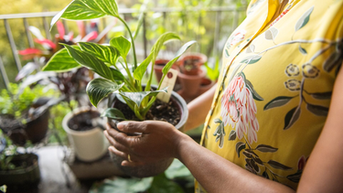 Los cinco trucos caseros para eliminar las plagas de tus plantas
