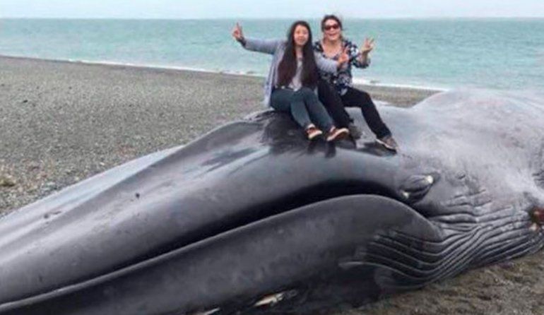 ballena en chile