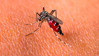 En la última semana, se reportaron 2956 nuevos casos de dengue en Jujuy