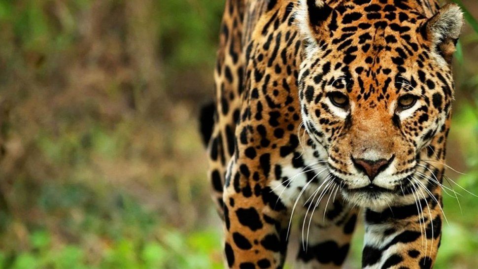 estiman que solo quedan 200 yaguaretes en jujuy y salta