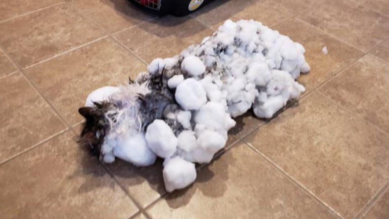 gato congelado.jpg