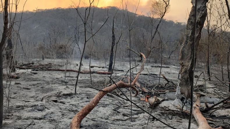Incendios: recomendaciones para evitar el contacto con serpientes