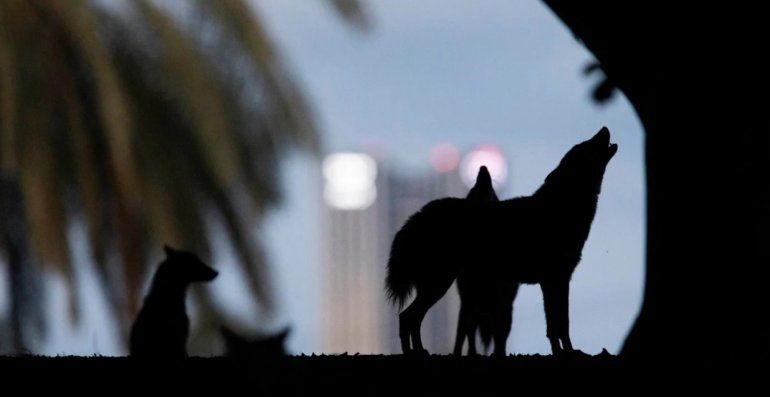 Animales en las ciudades4.jpg