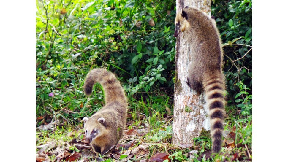 Una simpática familia de coatíes apareció en la reserva de Calilegua
