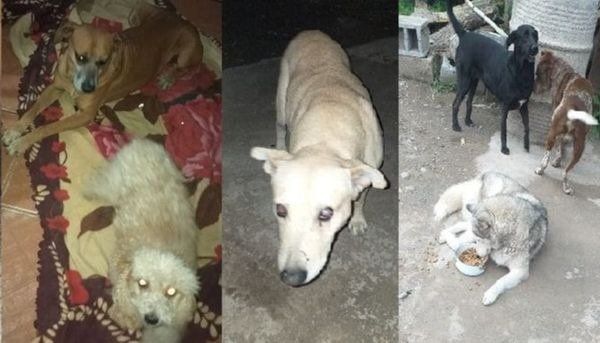 La venta de empanadas se realizará a beneficio de estas mascotas que fueron abandonadas y maltratadas.