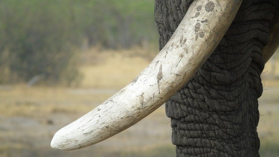 Kenia: un estudiante denunció el comercio de marfil y apareció muerto