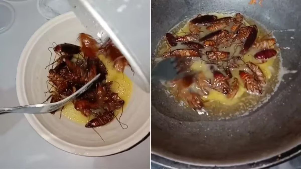 Realizó unos huevos revueltos con cucarachas y su plato se viralizó.