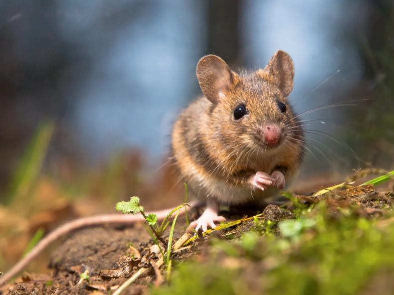 Hantavirus.