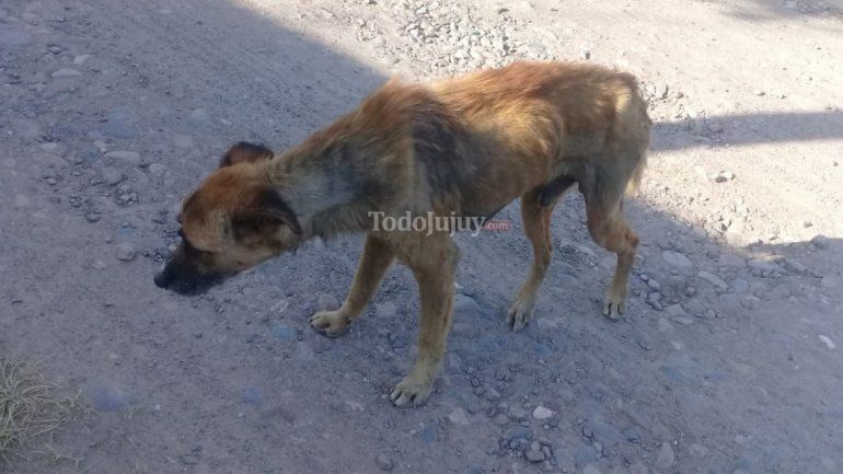 Beto, perrito abandonado