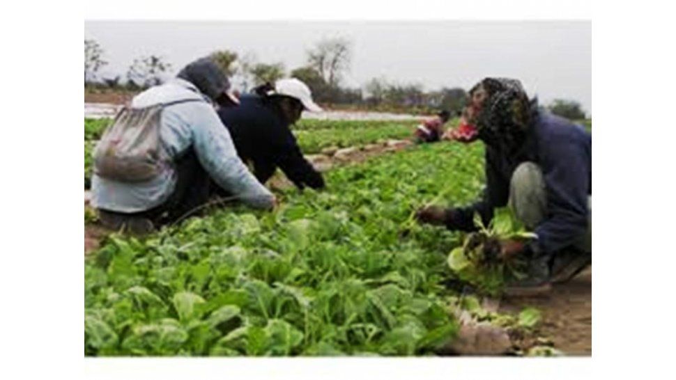 Trabajo en el campo