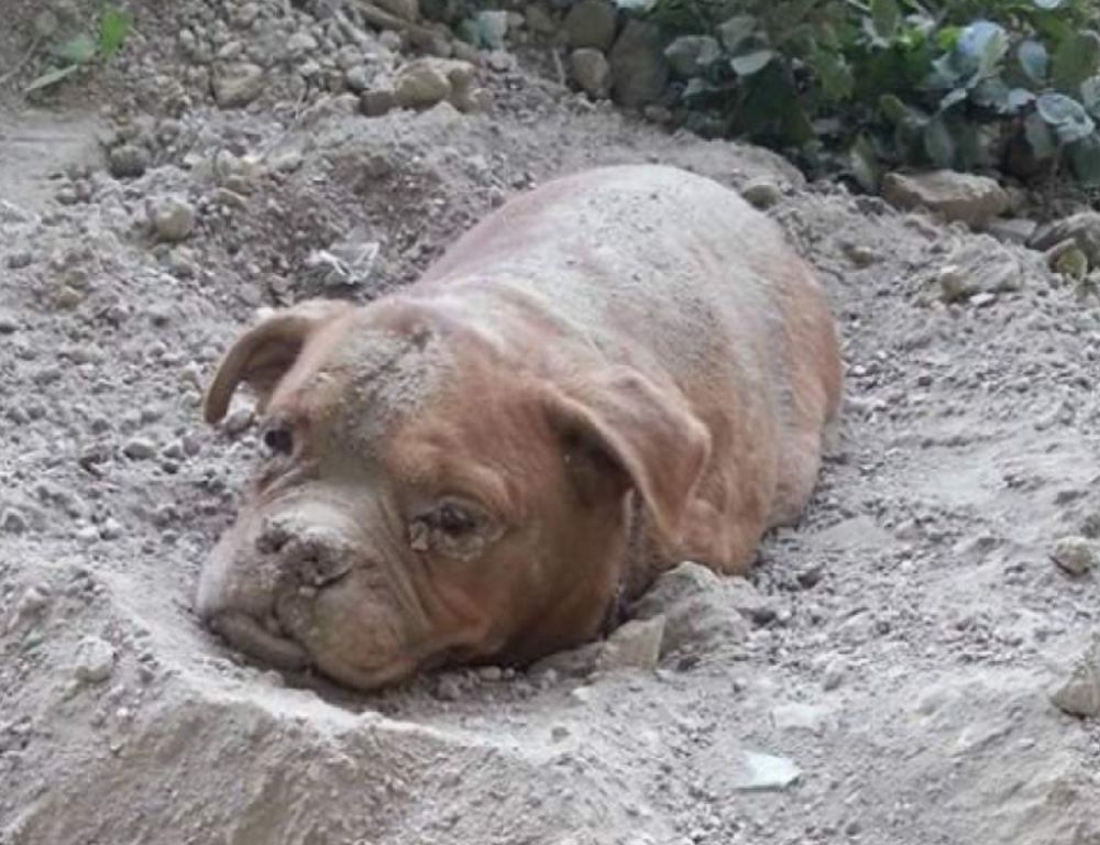 Perro