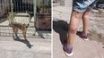 Ataque de perros en Alto Comedero.