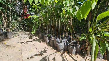 Regalan árboles aptos para casas en Jujuy.