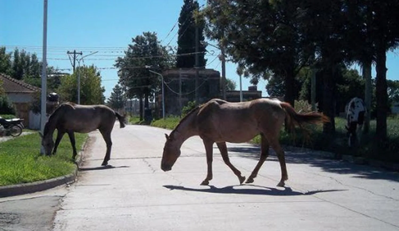 Animales sueltos de gran porte en la vía pública.
