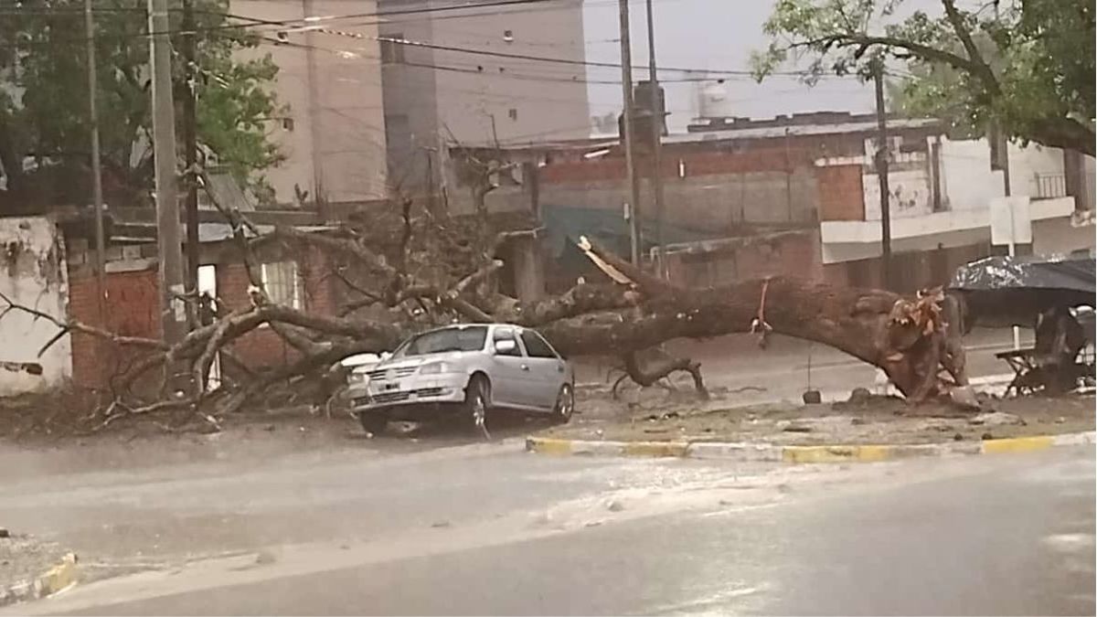un ábrol cayó sobre un auto y el conductor se salvó de milagro