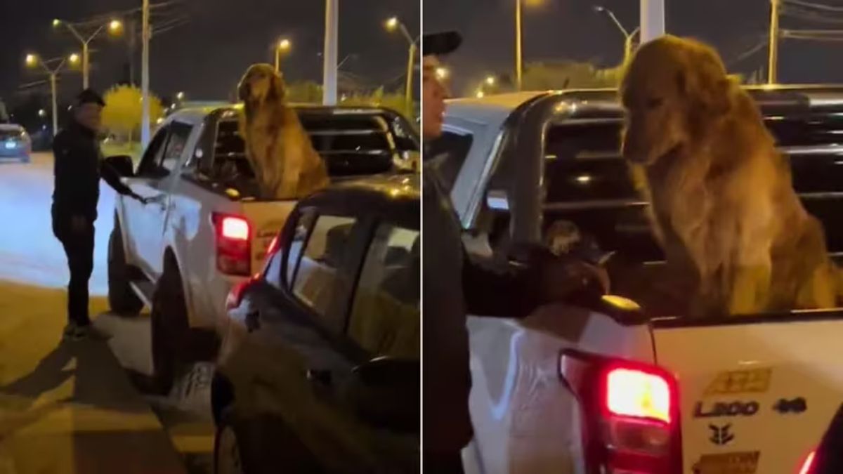 El malentendido surgió por la notable similitud entre ambos perros.