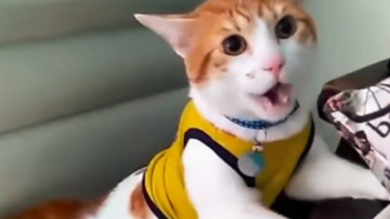 Viral Mundial: este gato maulla gol cuando convierte Colombia