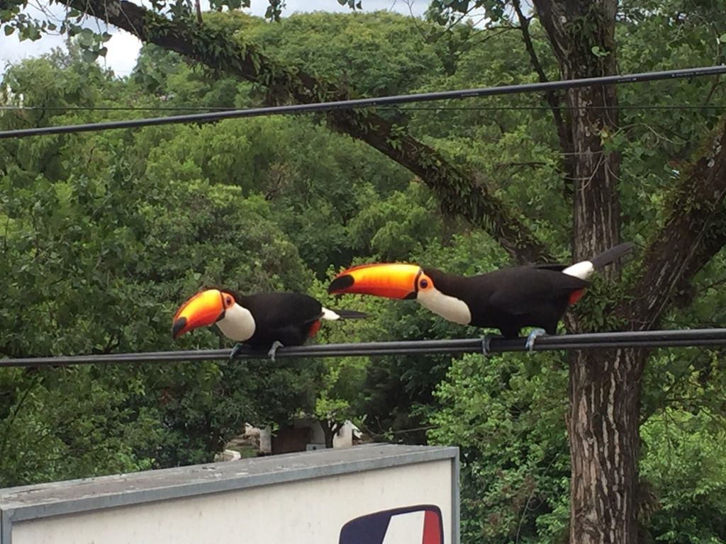 Tucanes