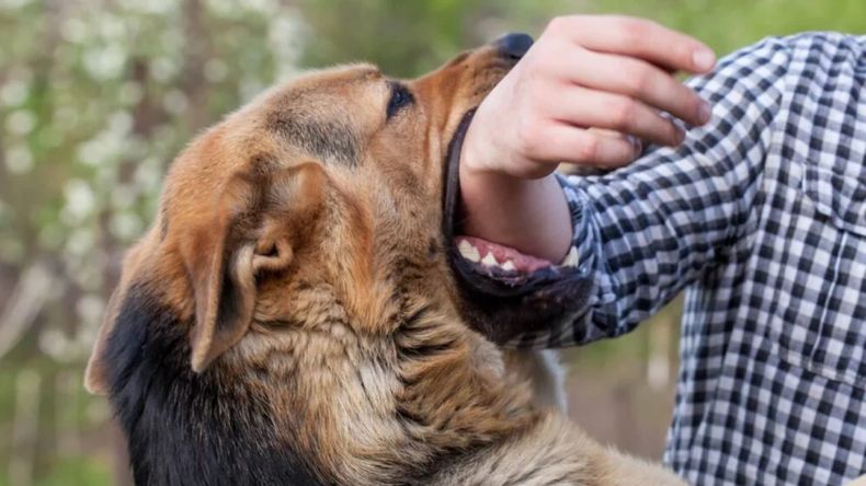 Mordedura de perros en Jujuy (Foto ilustrativa)