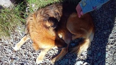 Ayuda para una mascota. Ayuda para una mascota.
