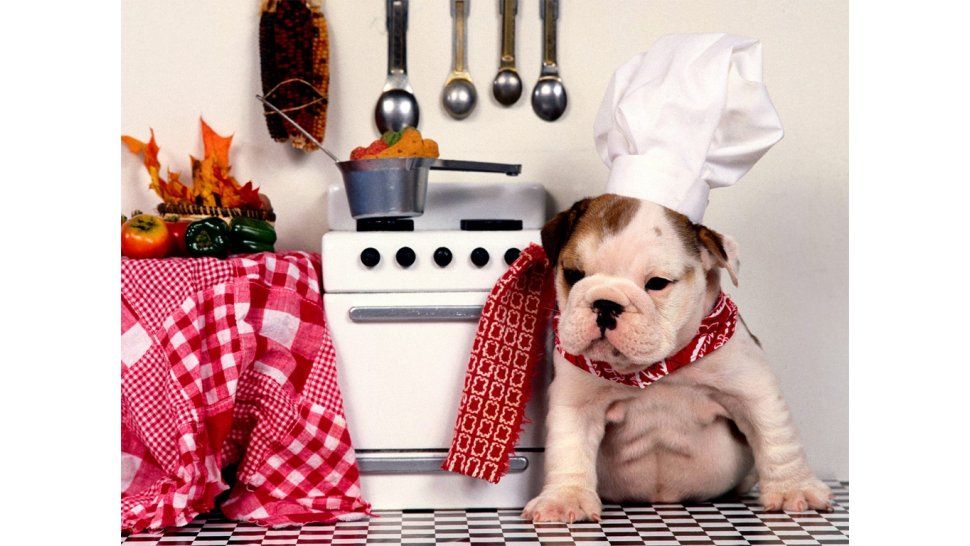 Alimentos que un perro debe evitar