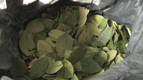 Todo Jujuy | hojas de coca.jpg