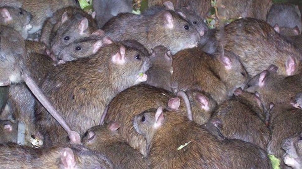 Preocupación por la Fiebre de Lassa: la enfermedad mortal que se extiende por el mundo