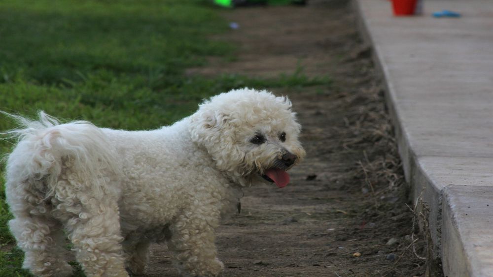 Le hizo una broma a su perro y se escondió durante un paseo, pero la reacción del animal provocó debate en las redes. &nbsp;