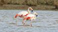 La laguna del norte argentino poco conocida que está llena de flamencos.
