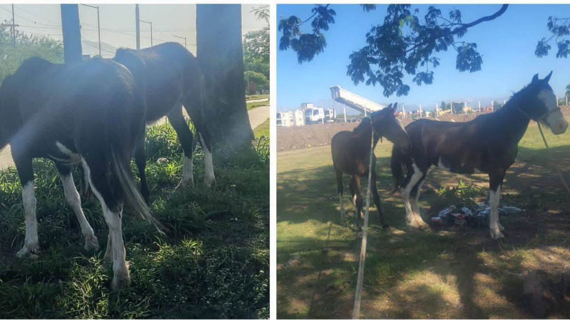 Secuestraron caballos sueltos con sus crías en Alto Comedero y Palpalá