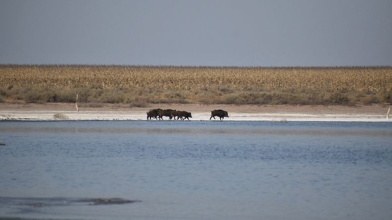 Alarma en el campo por una plaga que provoca pérdidas millonarias en Argentina
