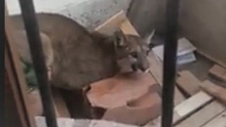 puma12.jpg