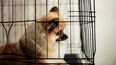 Nueva York quiere prohibir la venta de perros, gatos y conejos en tiendas de animales.