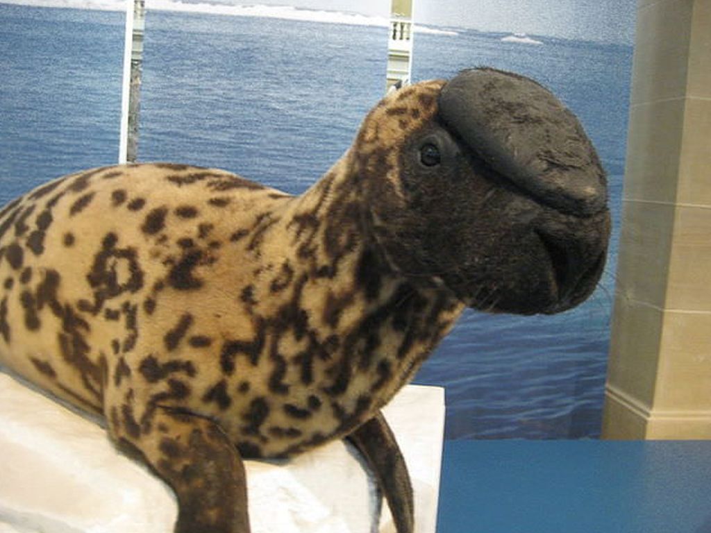 La foca de Casco podría desaparecer este