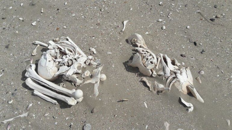 Huesos en Chubut