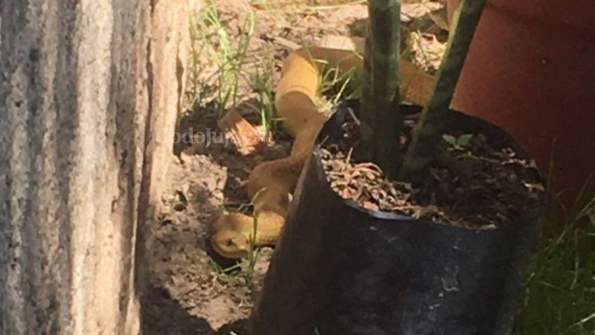 La mujer encontró una víbora en el patio de la casa.