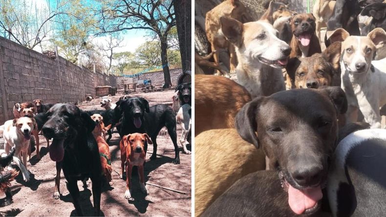 Solidaridad para la asociación Amigos del Animal que rescata perros maltratados.