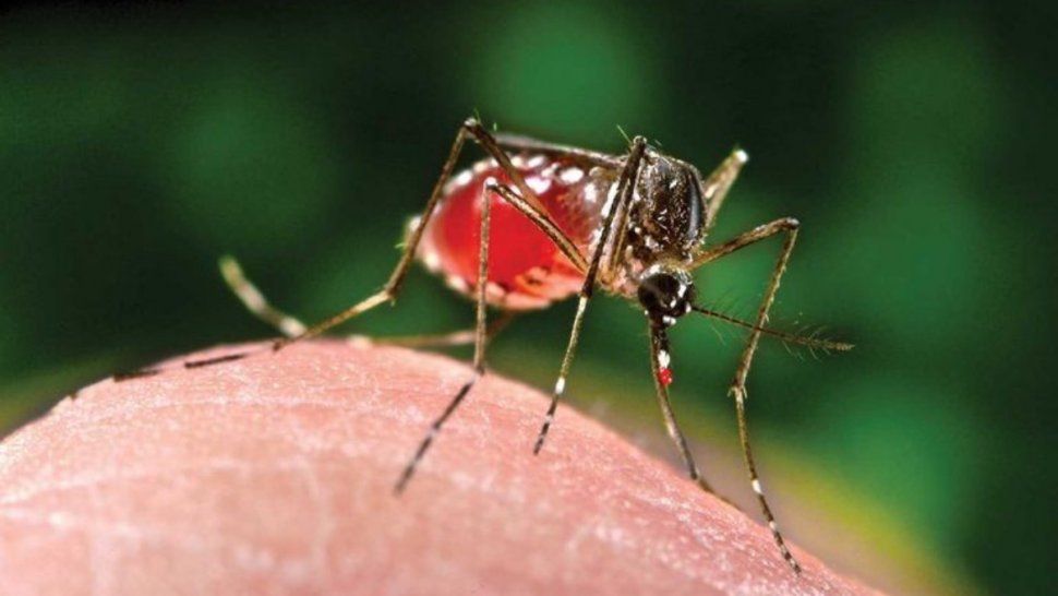 Encontraron punto de partida para desarrollar medicamentos contra la chikunguña.&nbsp;