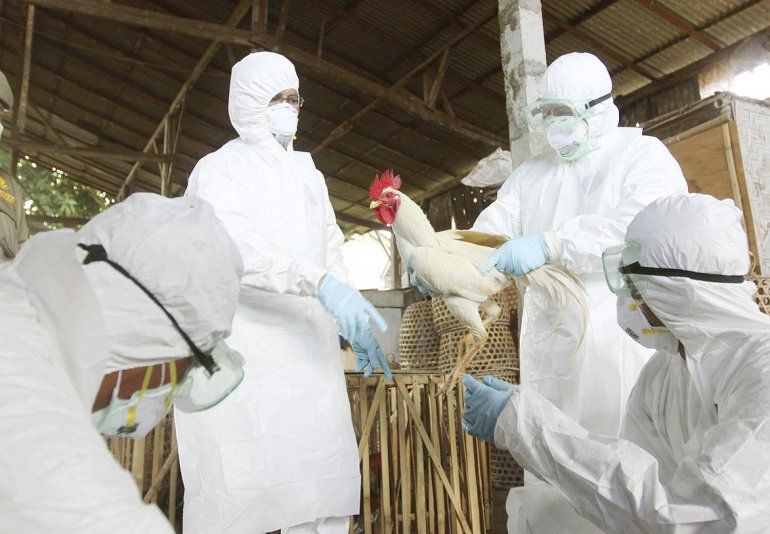 Rusia reporta los primeros casos del mundo de gripe aviar H5N8 en humanos