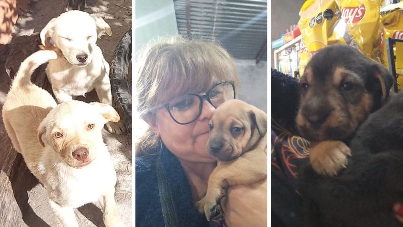 Kasandra y su tarea de solidaridad con perros abandonados.